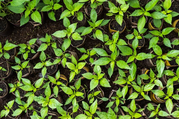 Closeup mladých chilli rostlin — Stock fotografie