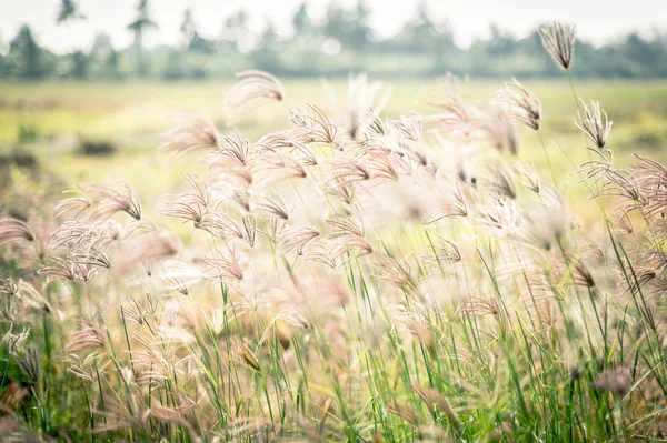 草の花のクローズ アップ庭の風景 — ストック写真