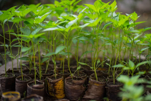 Close-up de planta jovem chili — Fotografia de Stock