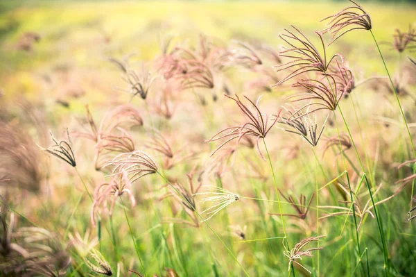 Grasblume Nahaufnahme der Gartenlandschaft — Stockfoto