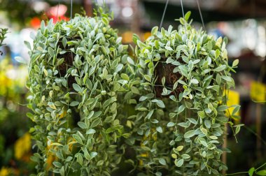 Bahçe closeup fabrikasında Dave