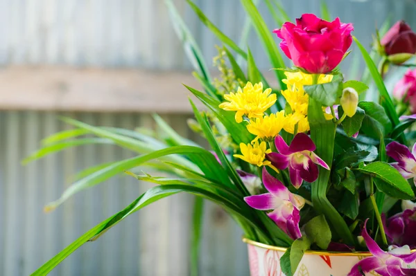 Primo piano di bel fiore in vaso — Foto Stock