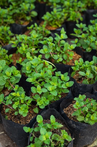 Planta de hortelã-pimenta em vaso closeup — Fotografia de Stock