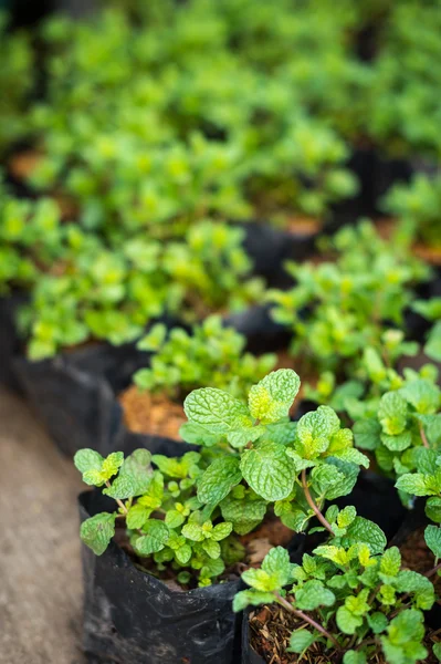 Planta de hortelã-pimenta em vaso closeup — Fotografia de Stock