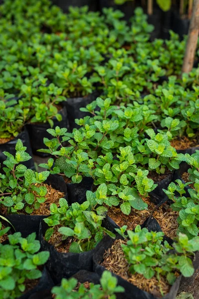 Peppermint plant in potted closeup — Stock Photo, Image