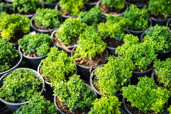 Groei van de plant in ingemaakte close-up, (Murraya vernisboom (L.) Jac — Stockfoto