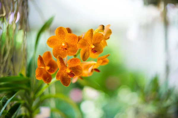 Closeup of beautiful orchid flower in garden — Stock Photo, Image