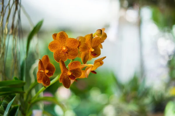 Closeup of beautiful orchid flower in garden — Stock Photo, Image