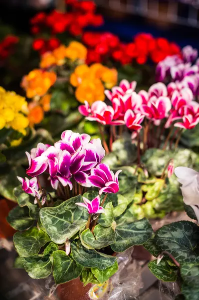 Primo piano di bel fiore in giardino — Foto Stock