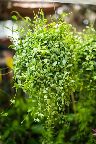 Dave plant in de tuin closeup — Stockfoto