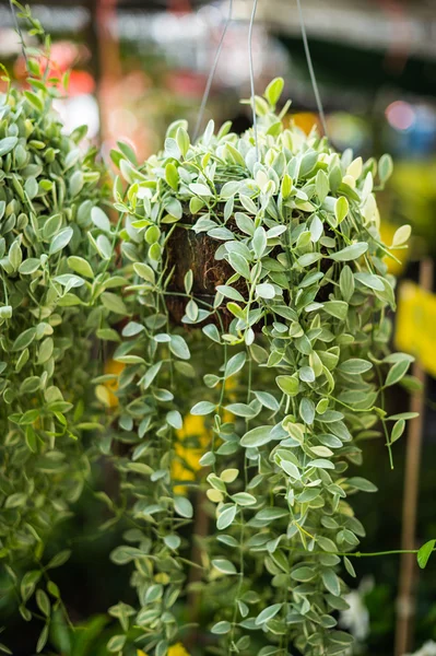 Dave plant in the garden closeup — Stock Photo, Image