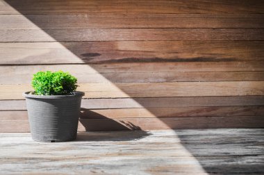 saksıyı ve ahşap arka plan closeup yeşil ağacı