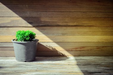 saksıyı ve ahşap arka plan closeup yeşil ağacı