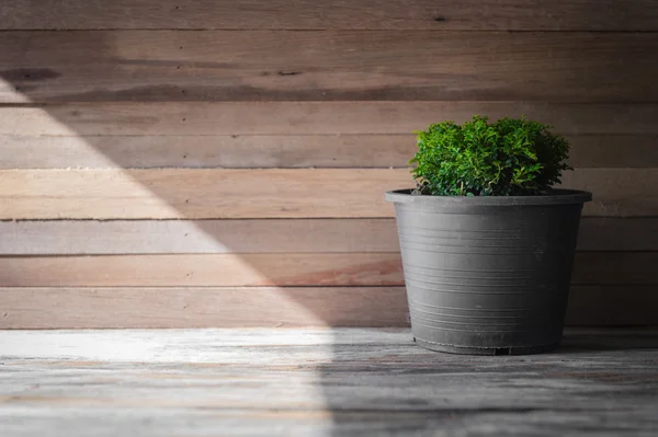 Closeup green tree on flower pot and wooden background — Stock Photo, Image