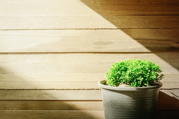 Primo piano albero verde su vaso di fiori e sfondo in legno — Foto Stock