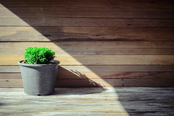 Gros plan arbre vert sur pot de fleurs et fond en bois — Photo