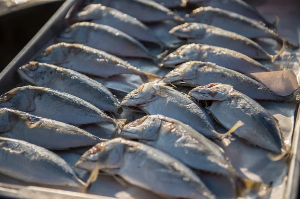 Indian-Mackerel fish closeup of raw food — Stock Photo, Image