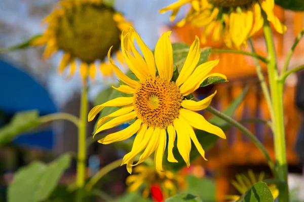 Closeup of sunflower in the garden — Stock Photo, Image