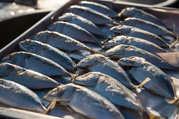 Indian-Mackerel fish closeup of raw food — Stock Photo, Image