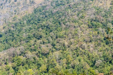 Dağ manzarasında yeşil ağaç deseni.