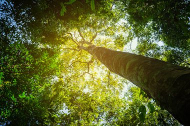 Ormanda büyük bir ağaç, Tayland 'ın doğal parkı..