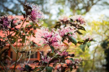 Doğal parktaki toprak yolu