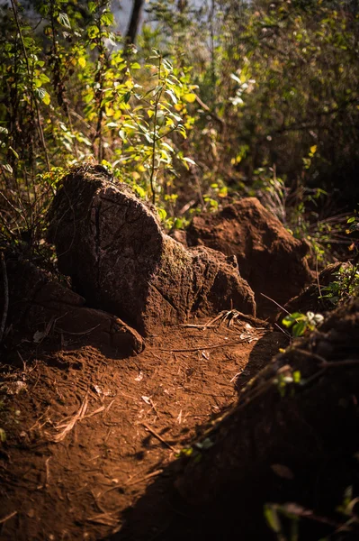 Каменная и почвенная тропа в лесу крупным планом. — стоковое фото