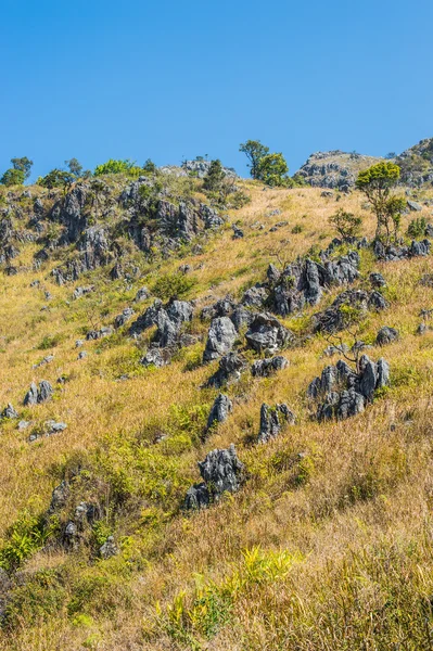 Doi Luang Chiang Dao Dağları, Chiang Mai, Tayland.
