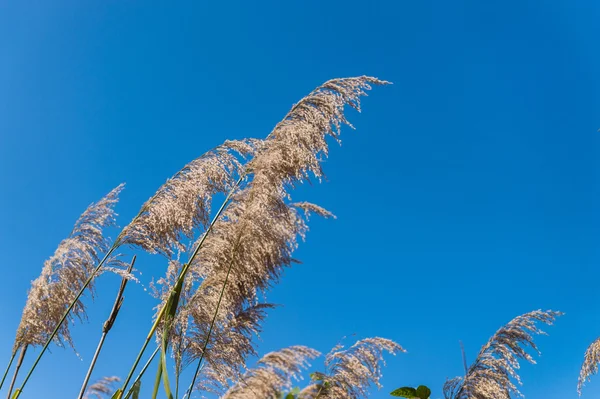 Closeup of flower grass and blue sky — Stock Photo, Image