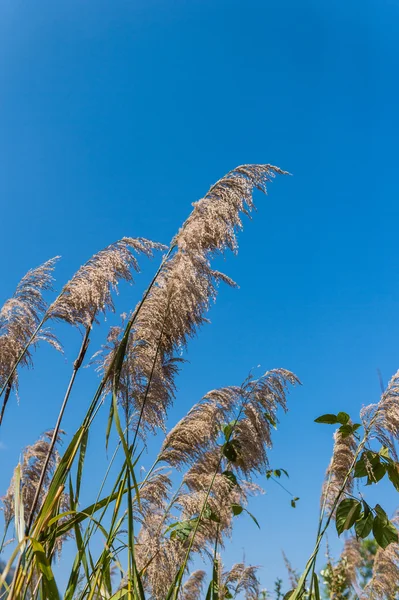 花草と青空の閉鎖 — ストック写真