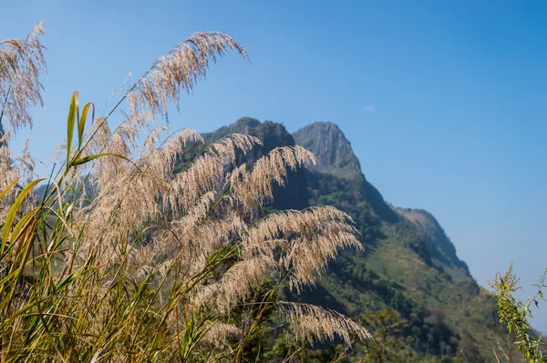 Primer plano de la hierba de la flor y el cielo azul —  Fotos de Stock