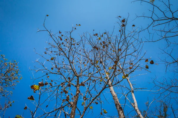 Mönster av träd gren och blå himmel — Stockfoto