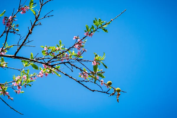 Tree of Peach blossom flower closeup — Stock Photo, Image