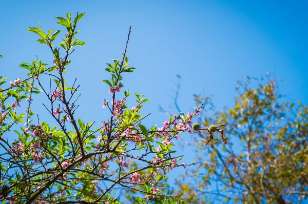 Tree of Peach blossom flower closeup — Stock Photo, Image