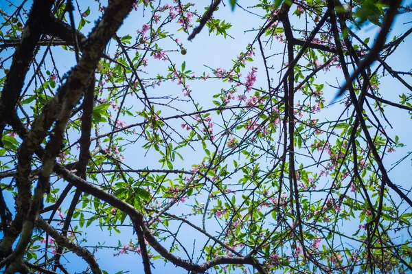 Träd av persika blomma närbild — Stockfoto