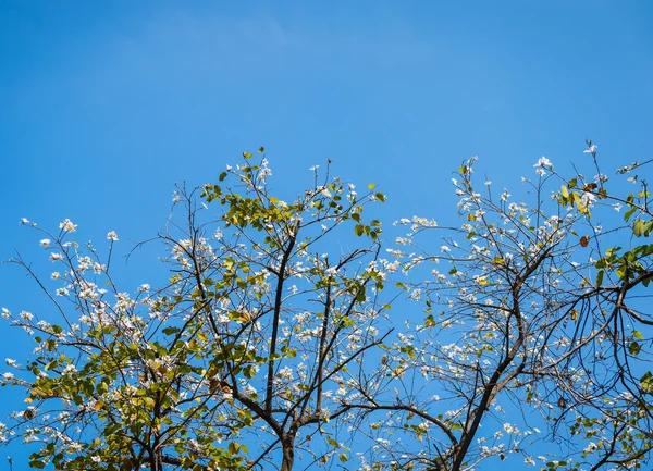 Gros plan de fleur blanche et ciel bleu — Photo