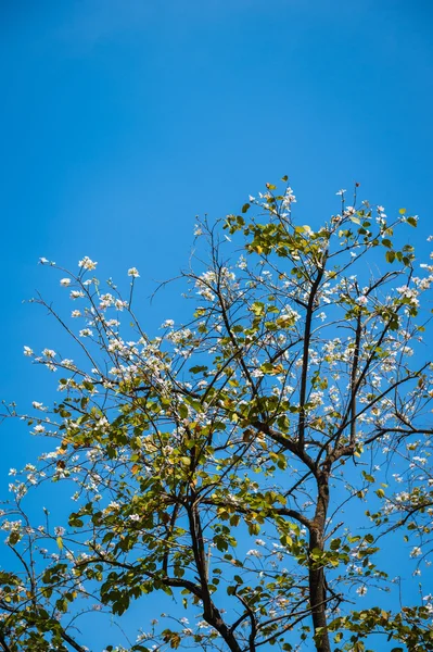 白花与蓝天的特写 — 图库照片