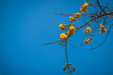 Tabebuia çiçeği yakın ve mavi gökyüzü