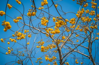 Tabebuia çiçeği yakın ve mavi gökyüzü