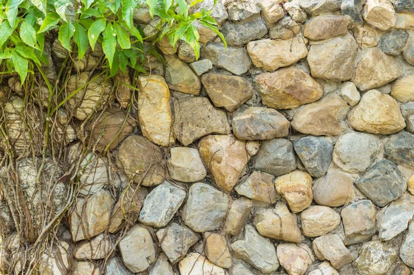 Pared de piedra y fondo de planta verde —  Fotos de Stock
