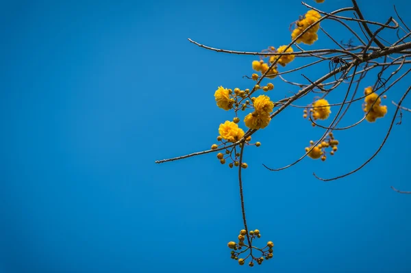 Tabebuia flower closeup and blue sky — Stock Photo, Image