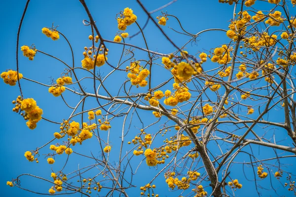 Tabebuia flower closeup and blue sky — Stock Photo, Image