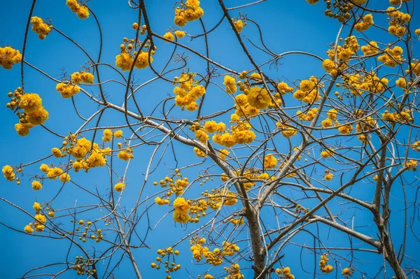 Tabebuia flower closeup and blue sky — Stock Photo, Image