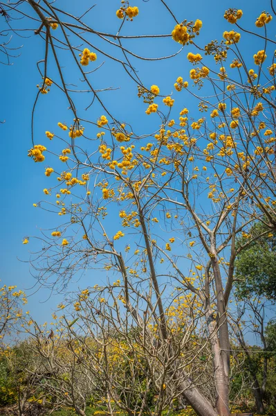 Tabebuia blomma närbild och blå himmel — Stockfoto