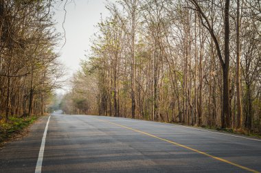 Yol kenarındaki ağacın kahverengi rengi