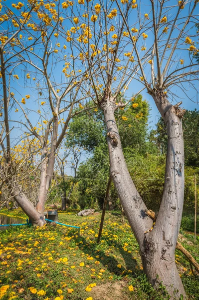 Tabebuia tree in the garden and blue sky — Stock Photo, Image