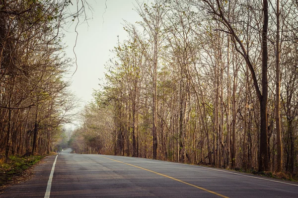 Brown color of tree on the roadside — Stock Photo, Image