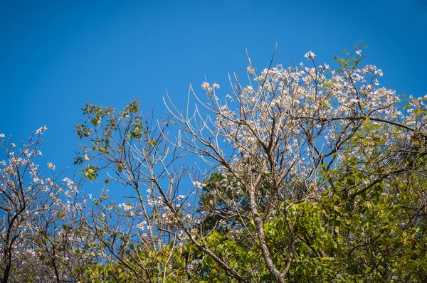 White flower on tree in natural park — Stock Photo, Image