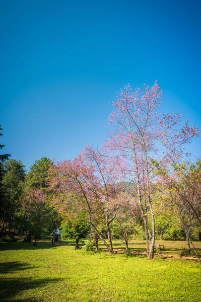Landskap av Prunus cerasoides blomma i naturparken — Stockfoto
