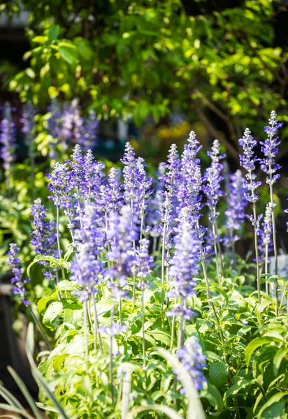 ブルー サルビアの花クローズ アップ — ストック写真